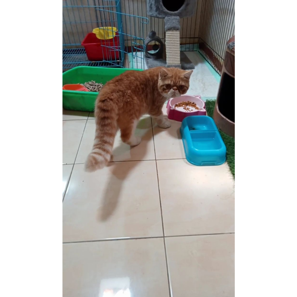 Kucing Exotic Shorthair