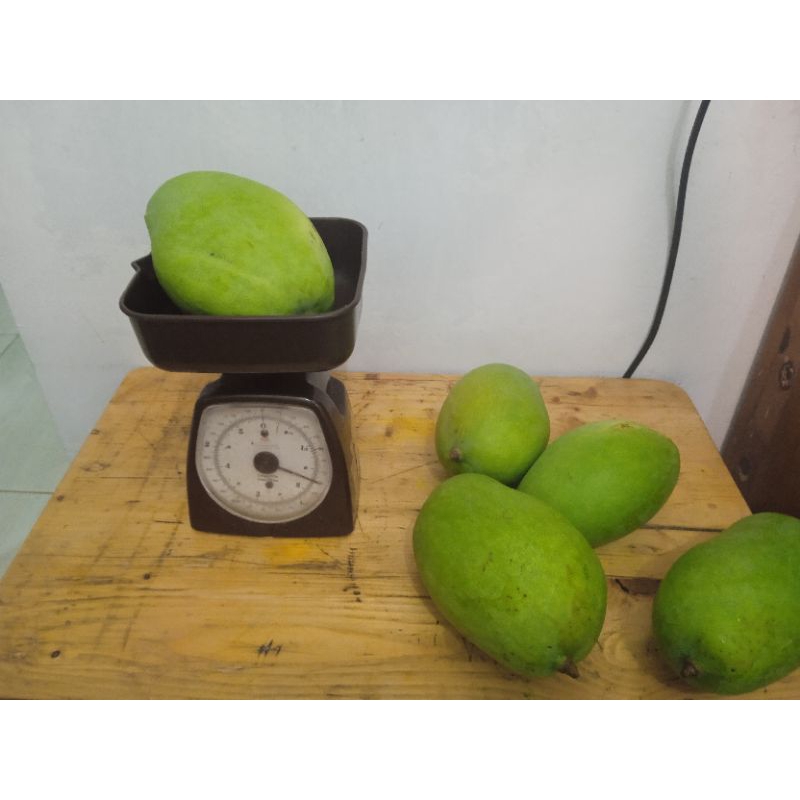 

Mangga Gajah Matang Pohon