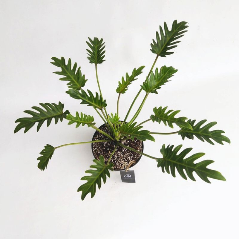 ( BISA COD ) Tanaman Hias Philodendron Xanadu Dewasa Bunga Hias Philodendroon Xanadu Tanaman Hidup P