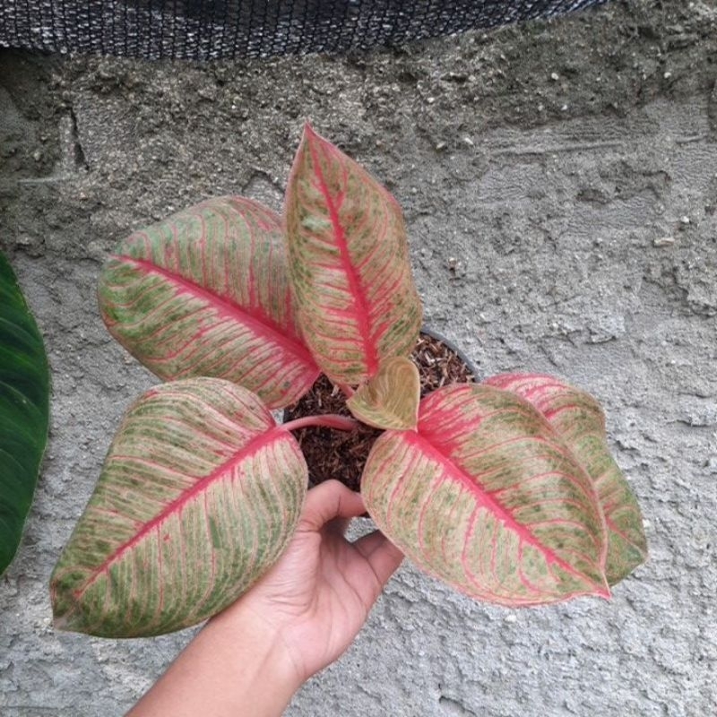 Aglonema huges merah