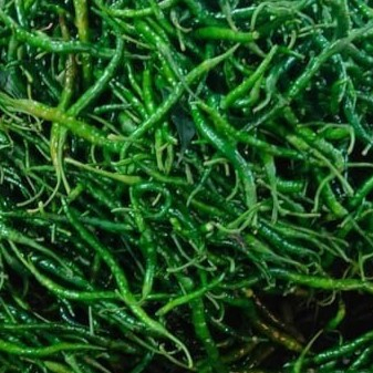 

Cabe Cabai Hijau Keriting 500 gr