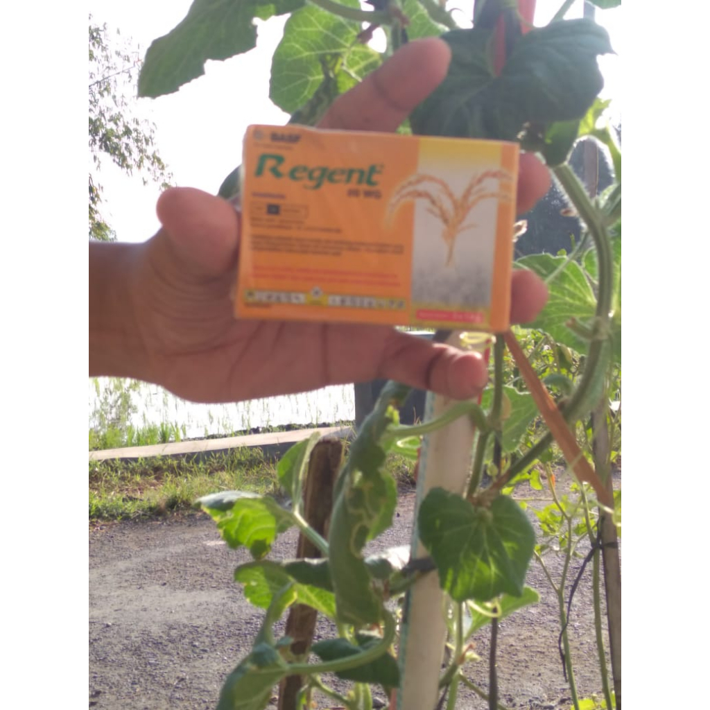 Insektisida regent 80 WG sachet, racun rayap & semut mati 1 sarang harga satu box 5 sachet