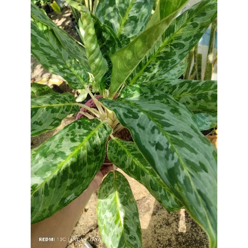 tanaman hias comutatum peacock/diven army/srirejeki army