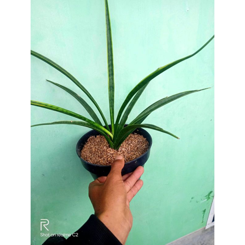 Tanaman sensivera arva lancet varigata