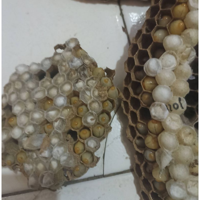 LARVA TAWON UMPAN MANCING ( 35.000 / 50 EKOR )