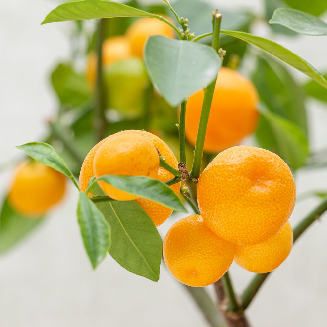 Bibit jeruk sonkit berbuah super