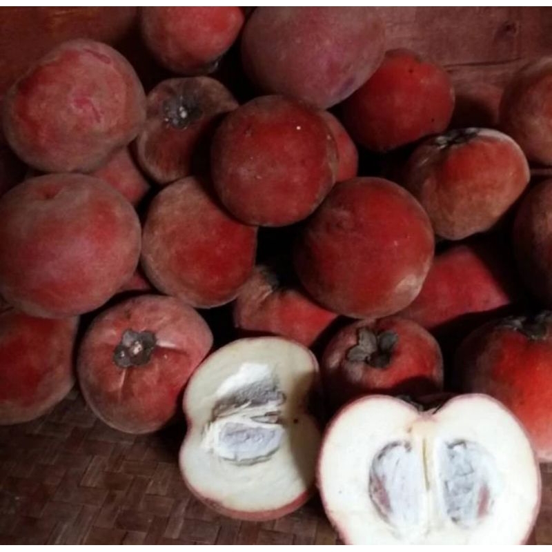 

Buah bisbul Mentega Diospyros discolor 1Kilo