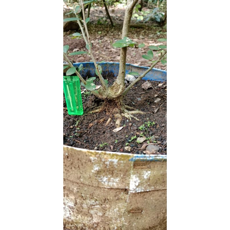 Saeng Simbur vietnam