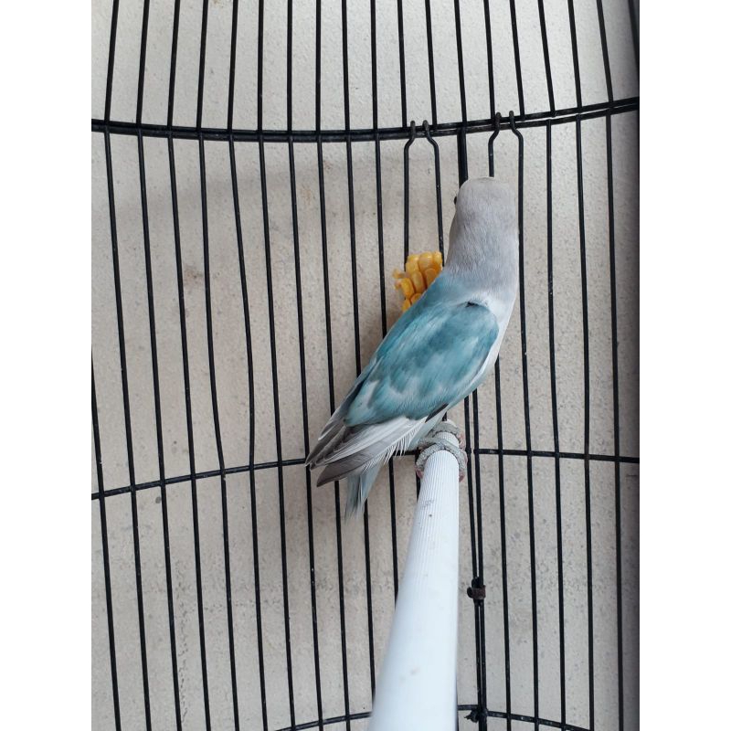Lovebird BS (Blue Series) Mulus