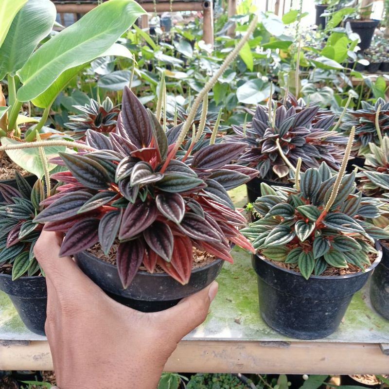 peperomia roso