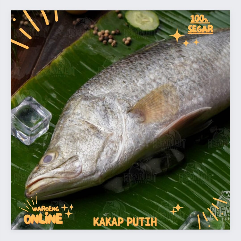 

Ikan Kakap Putih Segar 500gr