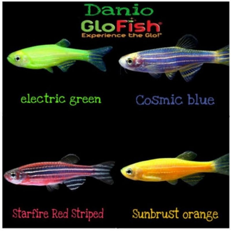 ikan danio zebra biru, kuning, merah, hijau