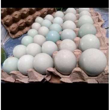 

Telor Asin Khas Malang