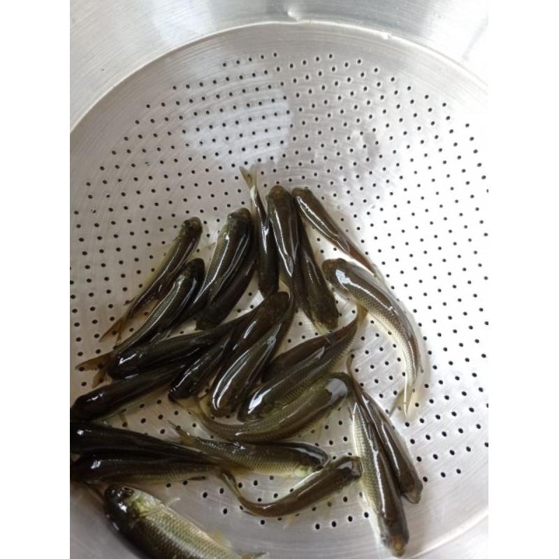 

bibit ikan graskap ihan dewa pemakan rumput gulma 5-6cm