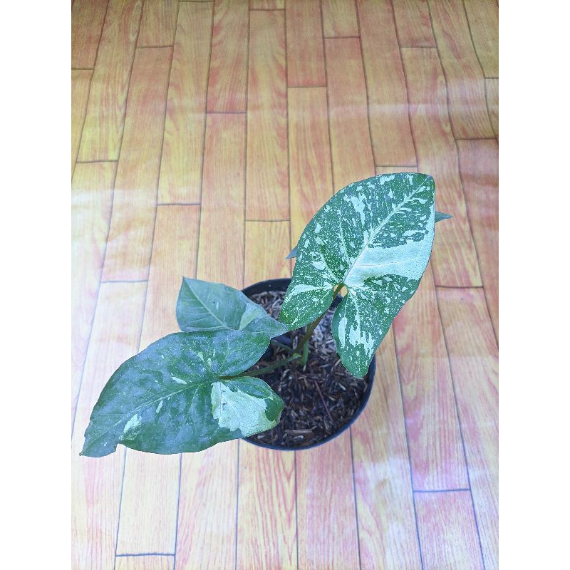 syngonium panda galaxy