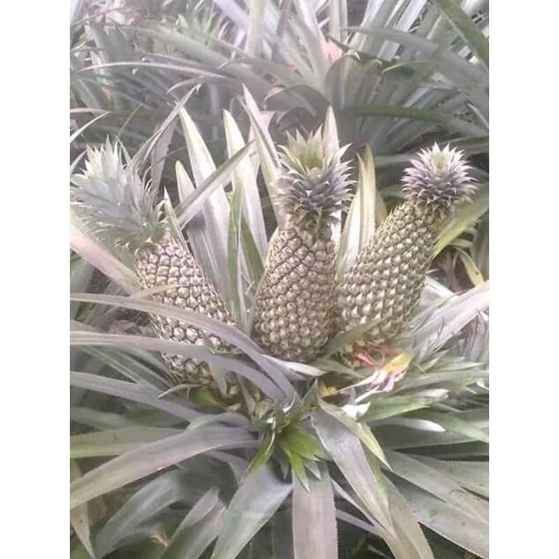 

Nanas Prabumulih - Palembang Di Jamin Manis 100% Original