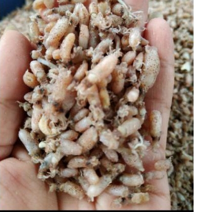 

Baby Cumi Medan 100 gram