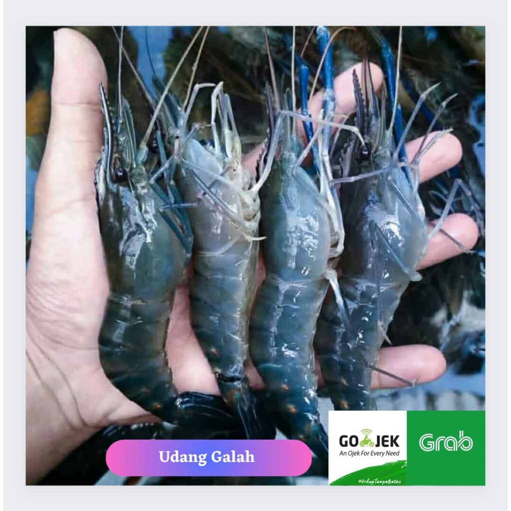 Udang Galah Sedang Segar 1Kg