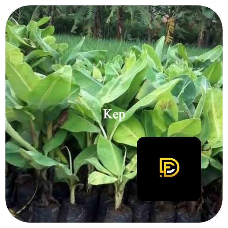 Bibit pisang kepok kuning super-az