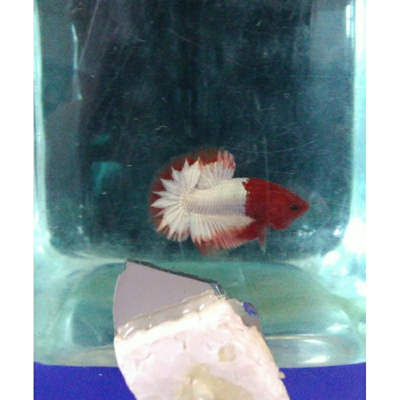 fccp orange head