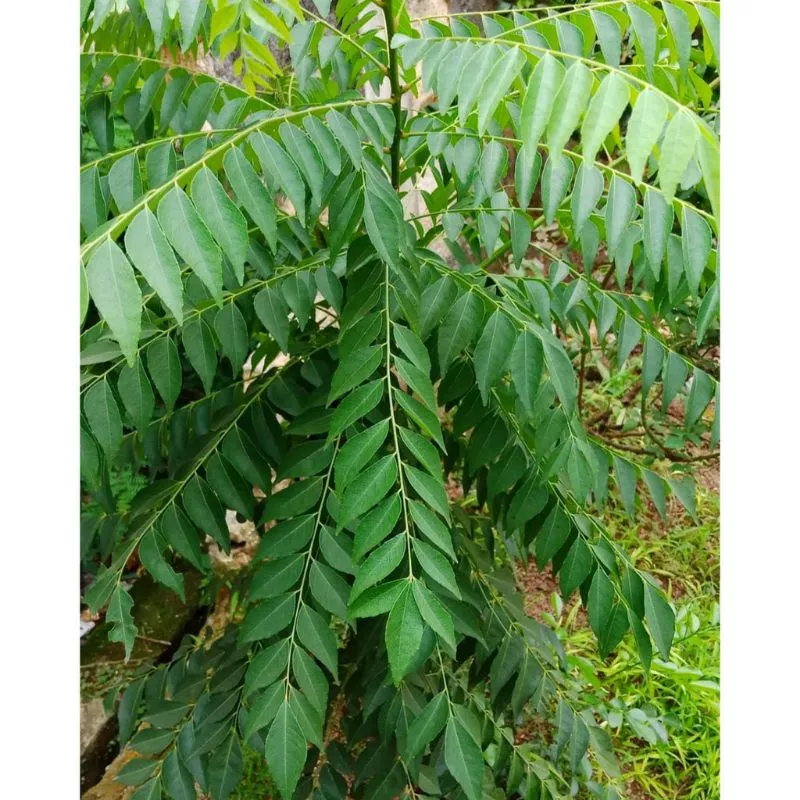 

Daun kari curry/salam Koja/1 tangkai/daun segar