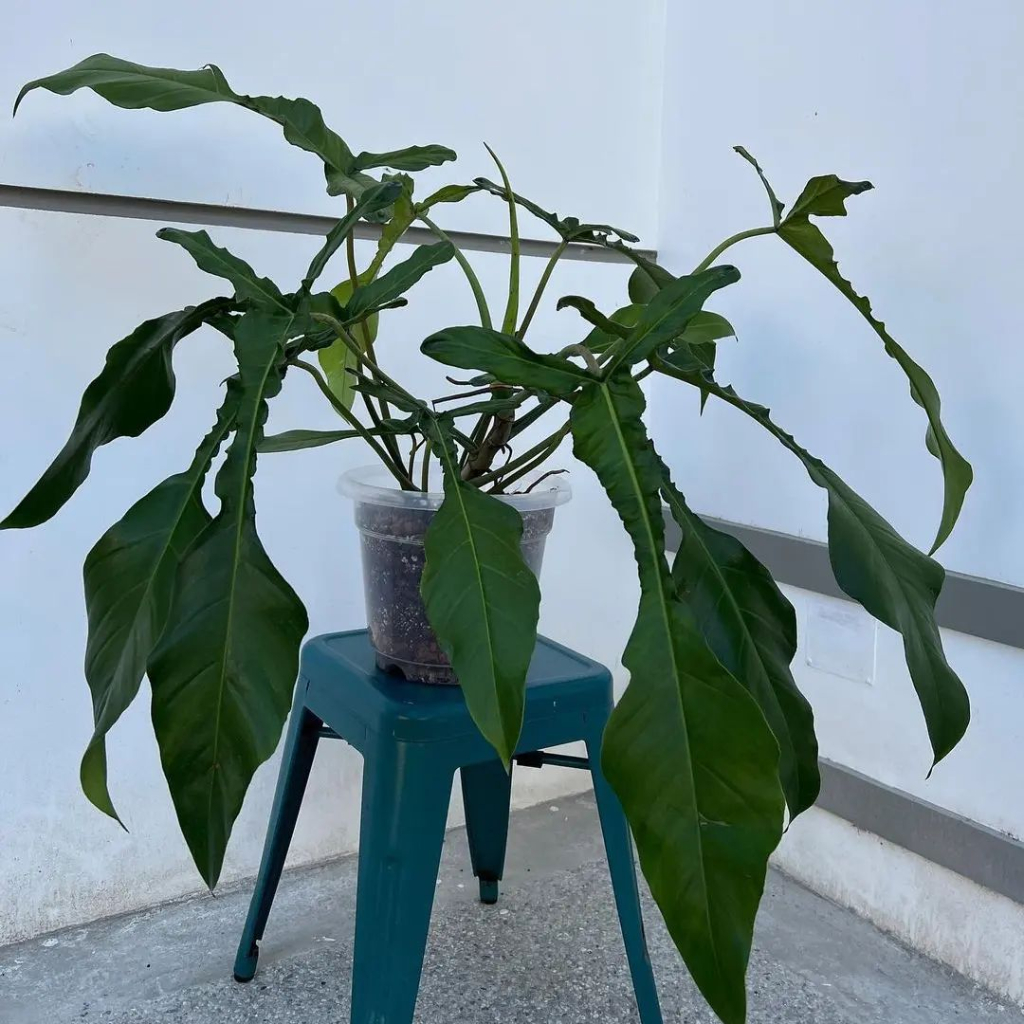 *Promo* Philodendron Joepii