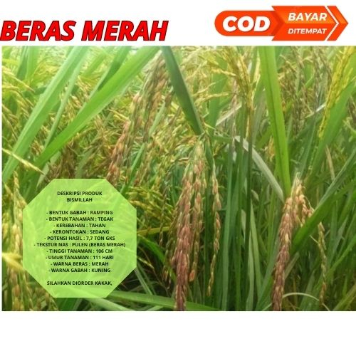 Benih Padi Unggul Beras Merah 1kg