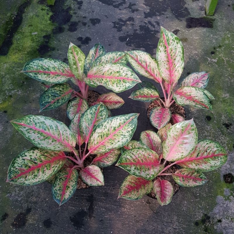 Aglaonema Sweet Dream