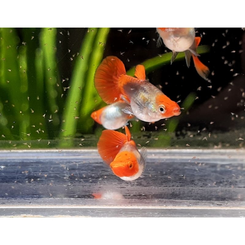 stiker guppy platinum koi red tail short body
