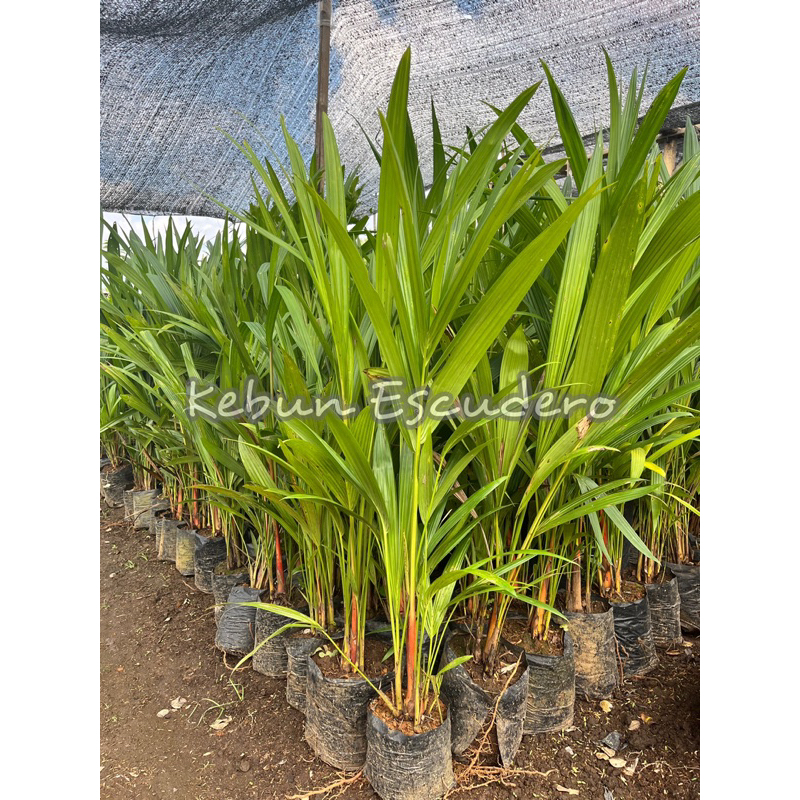 Tanaman Hias Pinang Merah | Palem Merah