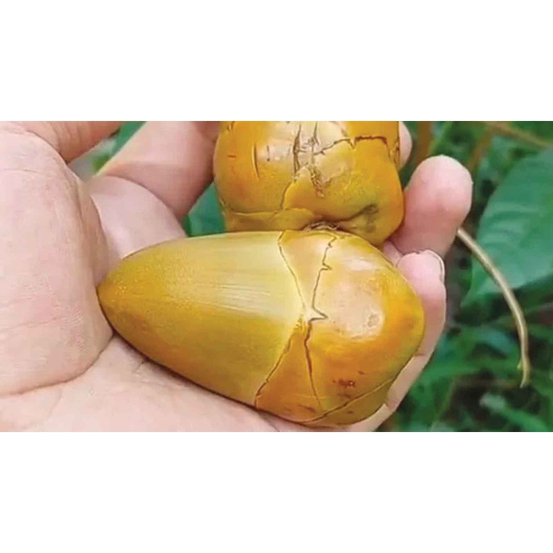 

tembuluk/bluluk kelapa muda kecil fresh per 10 biji Rp 15000