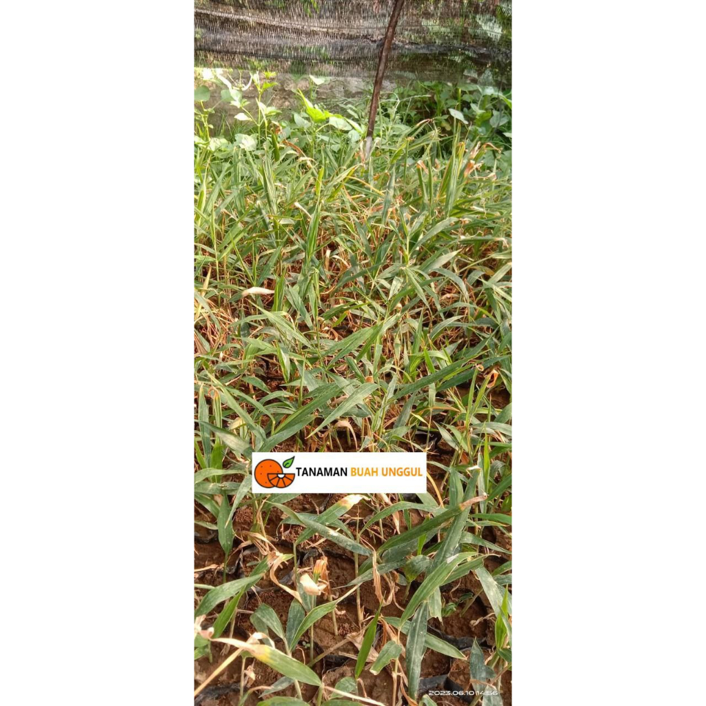 Bibit Jahe Merah Unggul Super