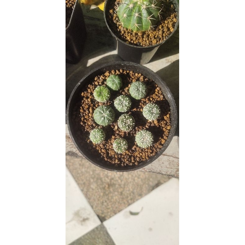 Kaktus Astrophytum