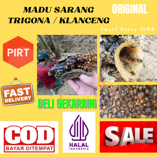 

Sarang Madu Klanceng Madu Trigona Madu Kelulut Murni Dari Bambu