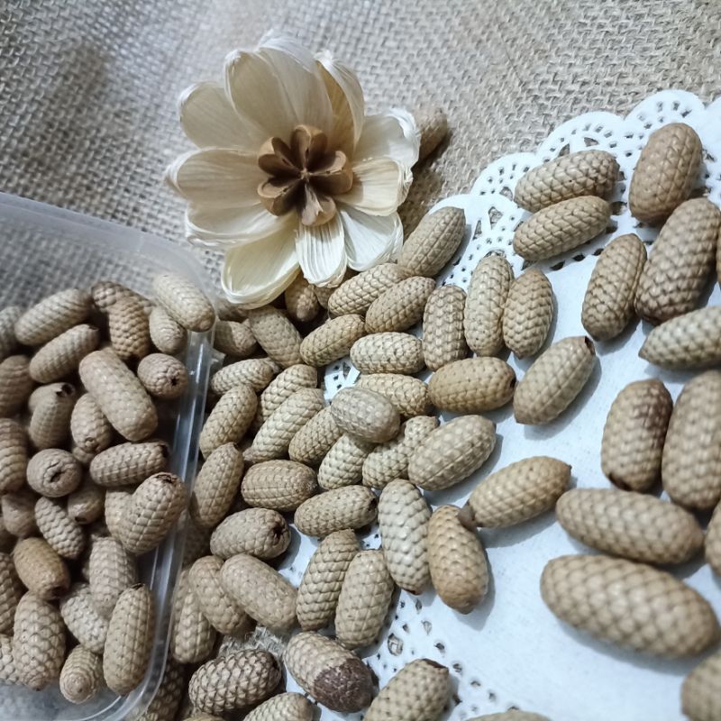 BIJI ROTAN LONJONG /BIJI ROTAN KERING/ROTAN LONJONG