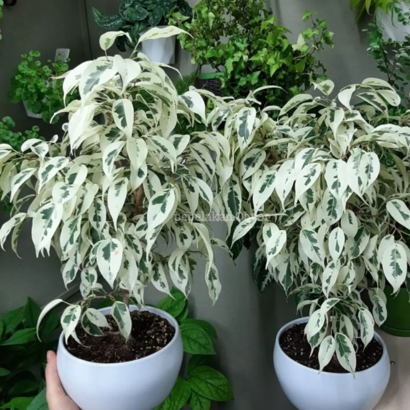 Tanaman hias Beringin Putih Variegata - Bonsai beringin - Ficus benjamina Variegata KOLEKSIAN EKONOM