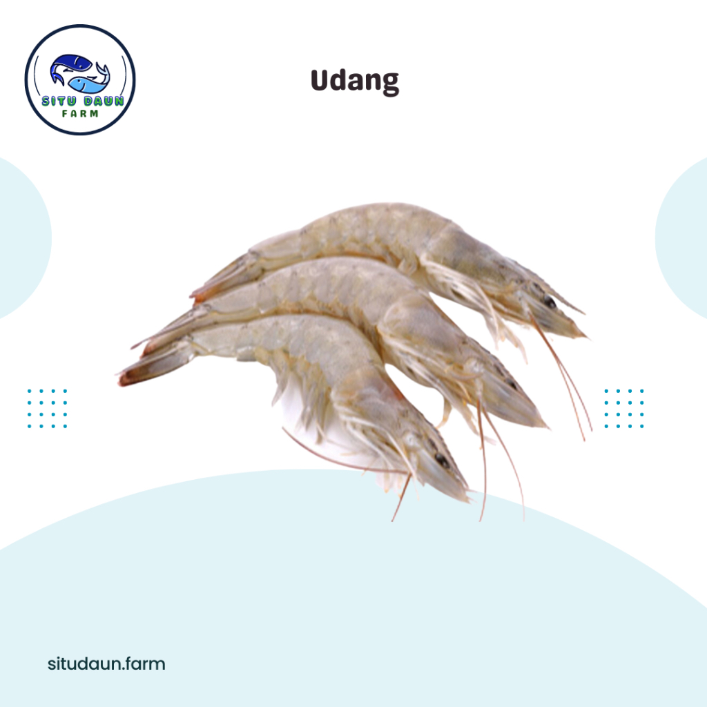 

Udang Ukuran Sedang 500 Gr Murah Berkualitas