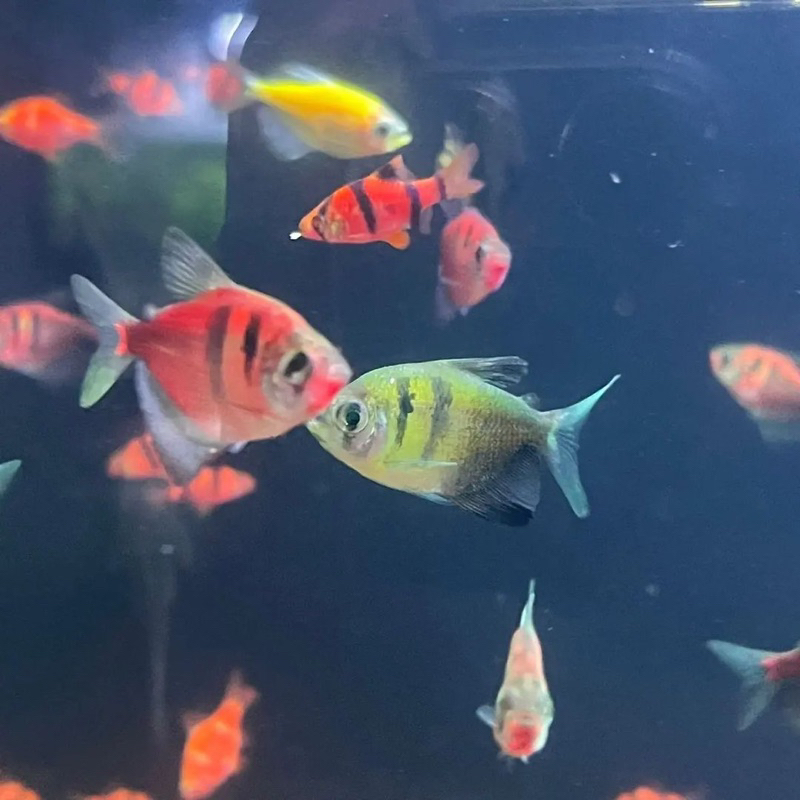 Glowfish Tiger isi 15pcs dekorasi hiasan aquarium