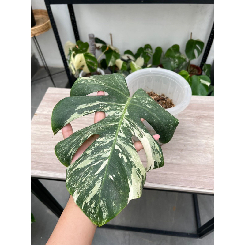 king monstera deliciosa variegata 1 daun pancing + tunas big size