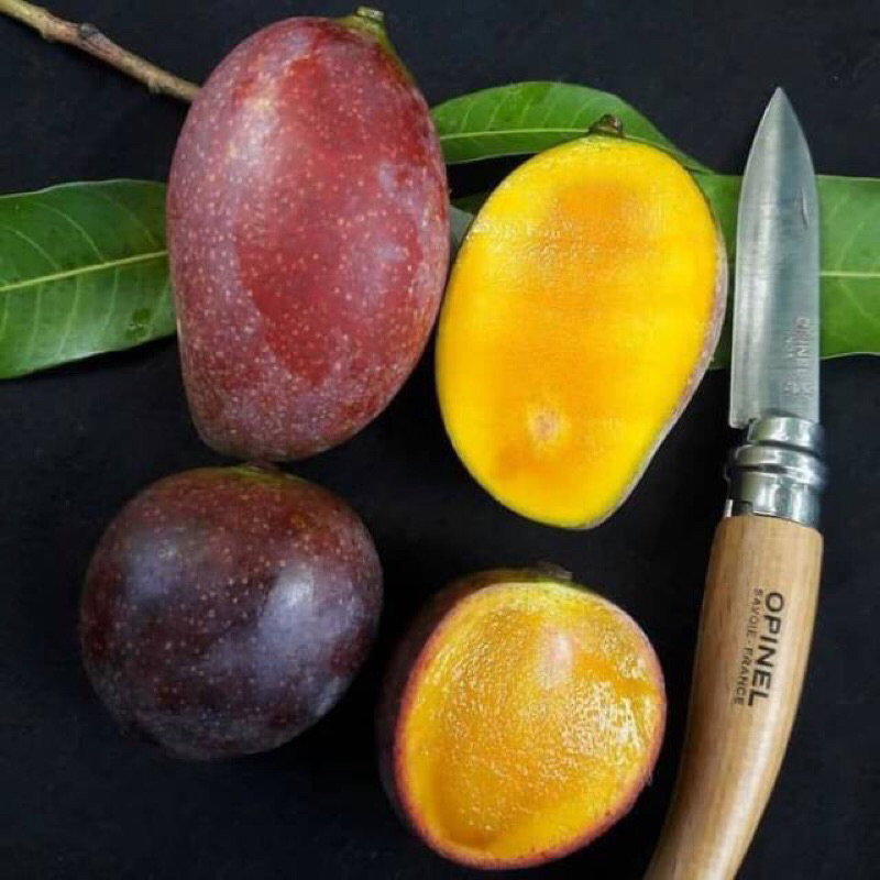 

Buah Kasturi khas Kalimantan