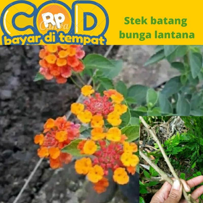 stek batang bunga lantana