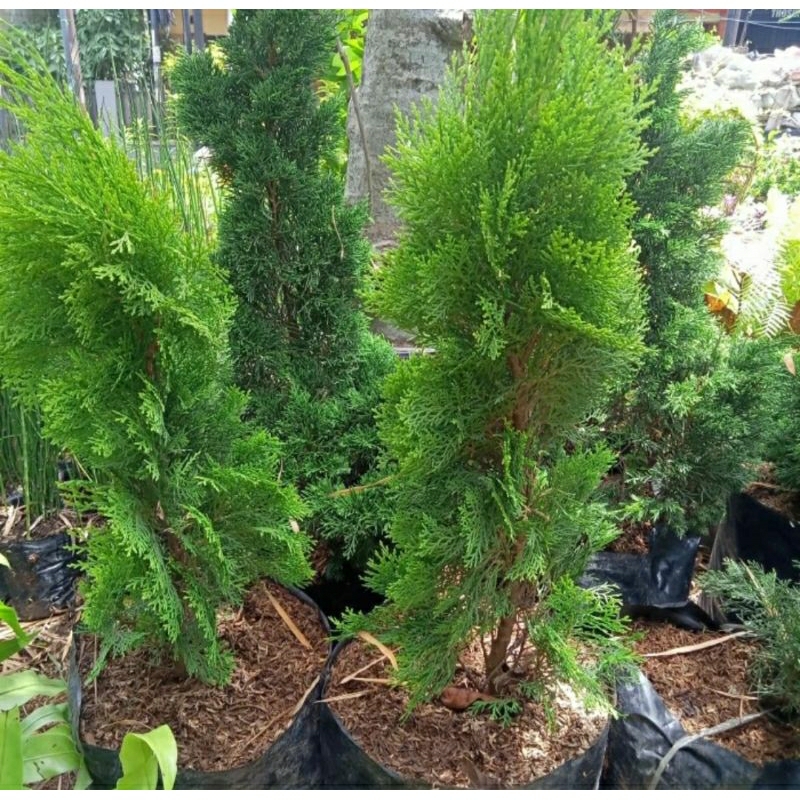 Tanaman cemara kipas tinggi
