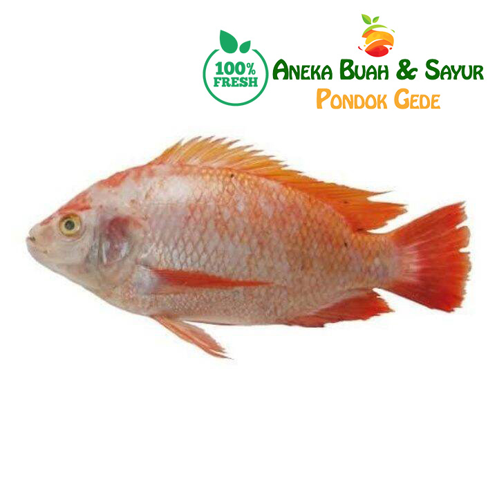 

Ikan Nila Merah Segar 500gr