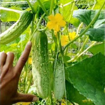 Benih Ketimun Padang