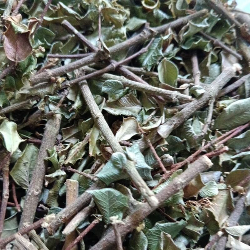 

Daun Mutiara Beduri Kering Obat Mujarab Lever / Sakit Kuning