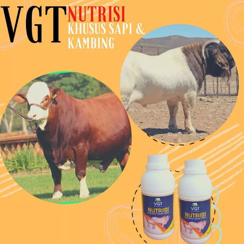 VGT NUTRISI PROBIOTIK SAPI