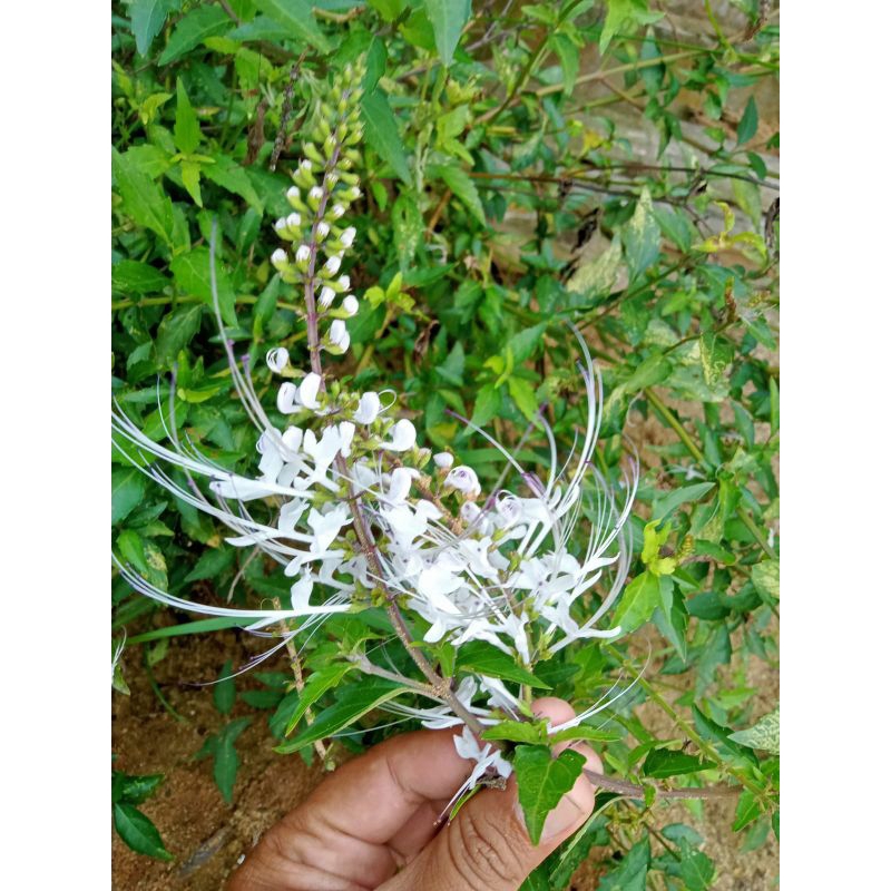 

Daun Kumis Kucing Segar dan Bunganya