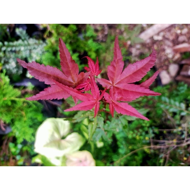 Japanese Red Maple ORI Hasil Cangkok/ Red Maple Japanese ORI