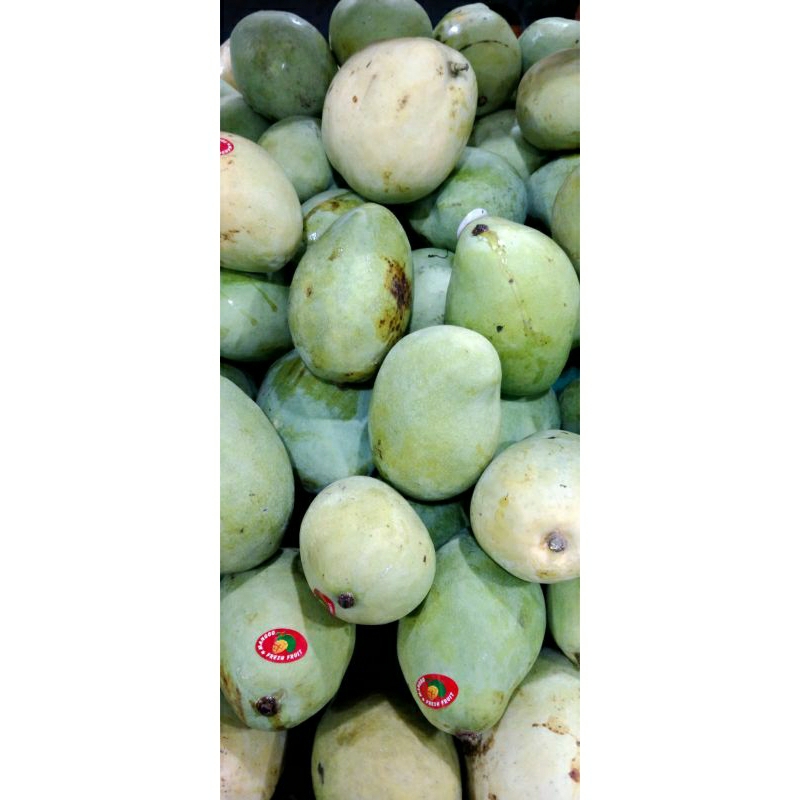 

Mangga Indramayu Ikg