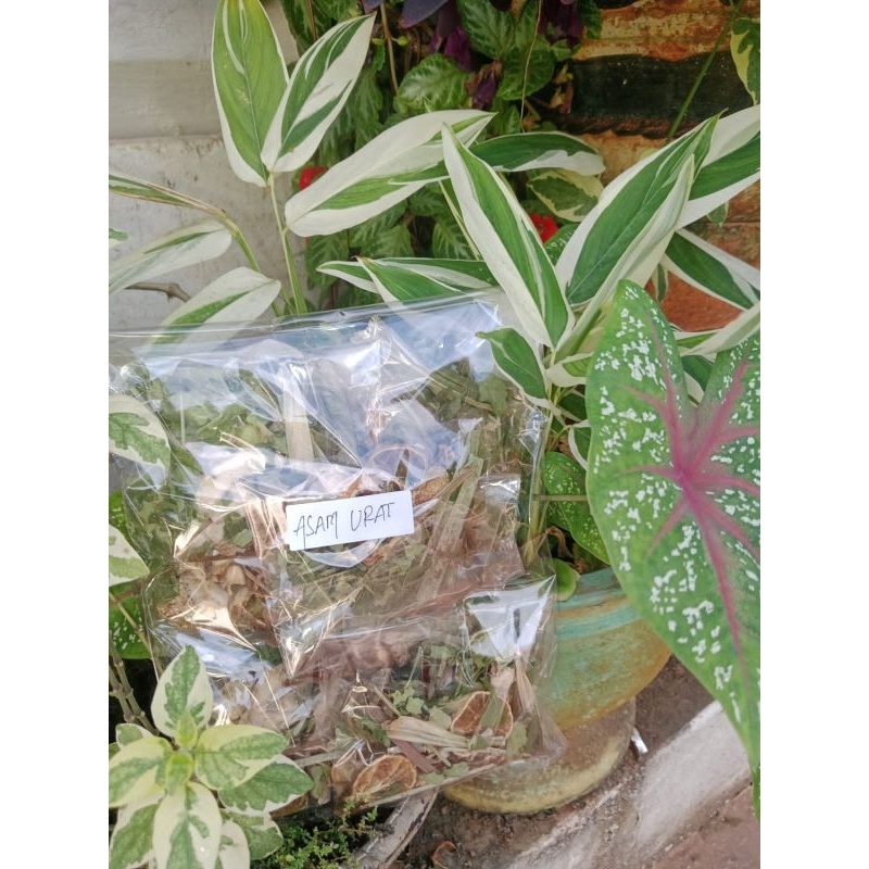 

Rempah Rempah Asam Urat Kemasan Kecil || HKM